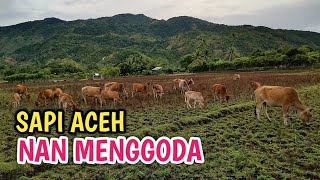 MENGGEMBALA SAPI DI SAWAH | HERDING COWS IN THE FIELDS #sapi #lembu #cow #cows #sapilokal