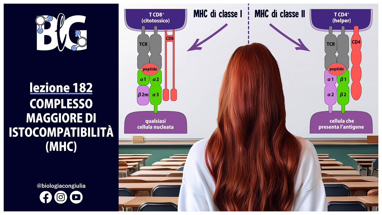 COMPLESSO MAGGIORE di ISTOCOMPATIBILITÀ o MHC