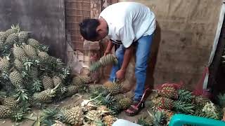 Cara mengikat nanas dengan baik dan benar