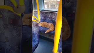 A Fox on the bus! :)
