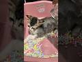 Cat ASMR | Satisfying Cat Reverse Video #asmr #satisfying #oddlysatisfying #relaxing #catasmr