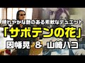 【サボテンの花|因幡晃・山崎ハコ】チューリップの名曲をお二人のデュットでご視聴ください:是非、概要欄もご覧ください。