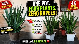 ONE POT → FOUR SNAKE PLANTS 🌿 ZERO RUPEES! | Easy Snake Plant Propagation by Division