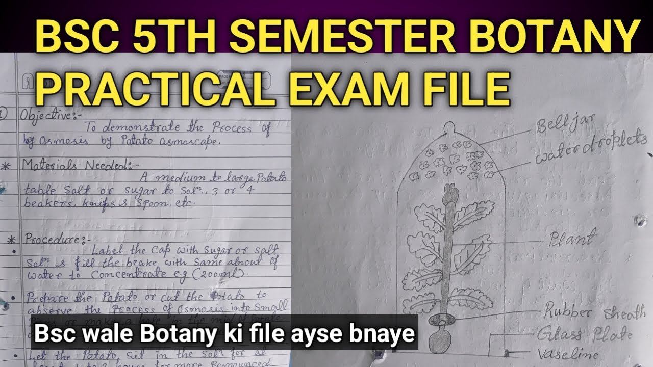 Bsc 3rd year 5th Semester Botany Practical Exam file 📚 Bsc wale Botany ...