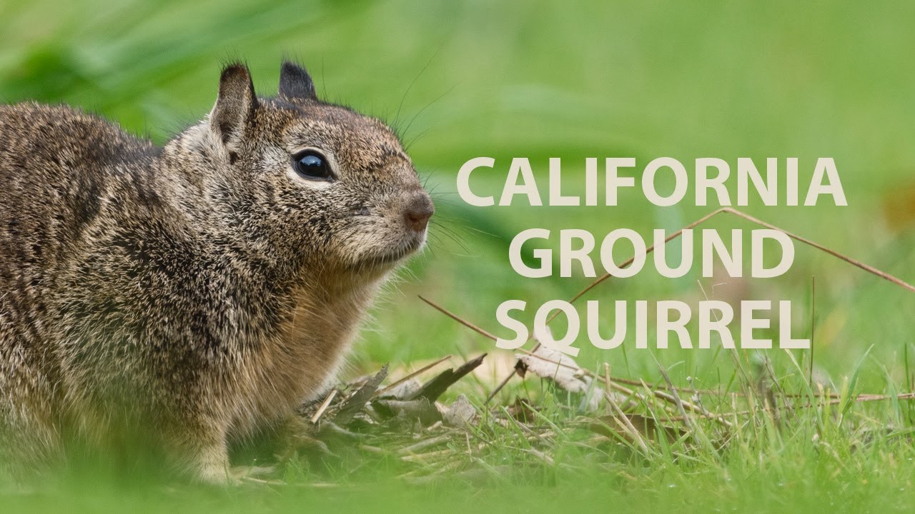 California Ground Squirrel, wildlife behavior