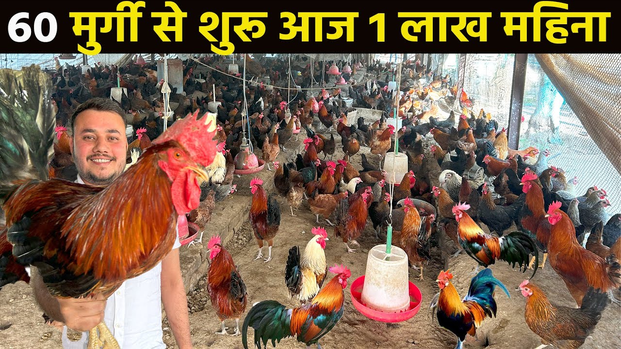Deshi poultry farm business plan॥poultry farm॥Small poultry farm business plan