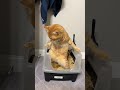Typically orange cat behavior🐱🤣#cat#orangecat#catshorts#catvideos#short#crazycat #funnycat#petlove