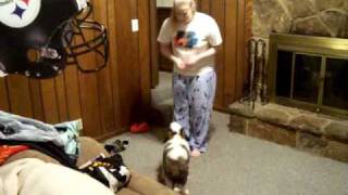 Very Smart Saint Bernard Puppy