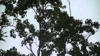 Blue Jay mimicking hawk cry!