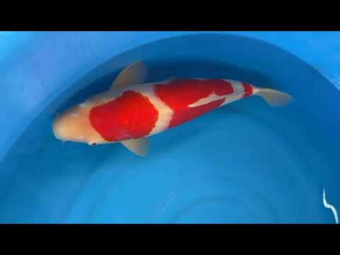 GK-3220 - Kohaku - Okawa
Variety: Kohaku