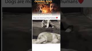 #trending #rb#explorepage#dogemotional #sadstory #doglove #helpanimals #kindness #respectanimals 🐶💔