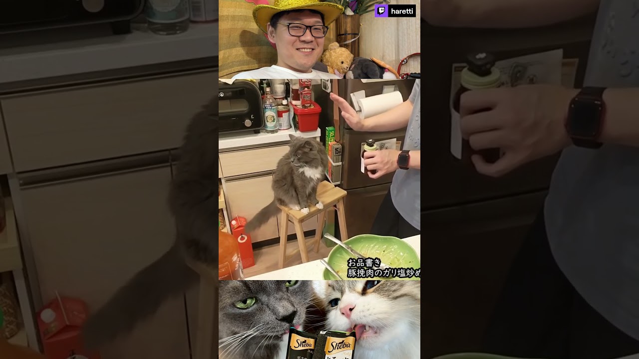 【2026年7月15日】【ハレっち】タッチできるかな？ #twitch #cooking #haretti #cat #siberian #catvideos #catshorts