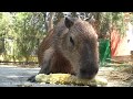 Капибара Капитошка - самый добрый зверек планеты. Тайган. Capybara is the kindest animal. Taigan