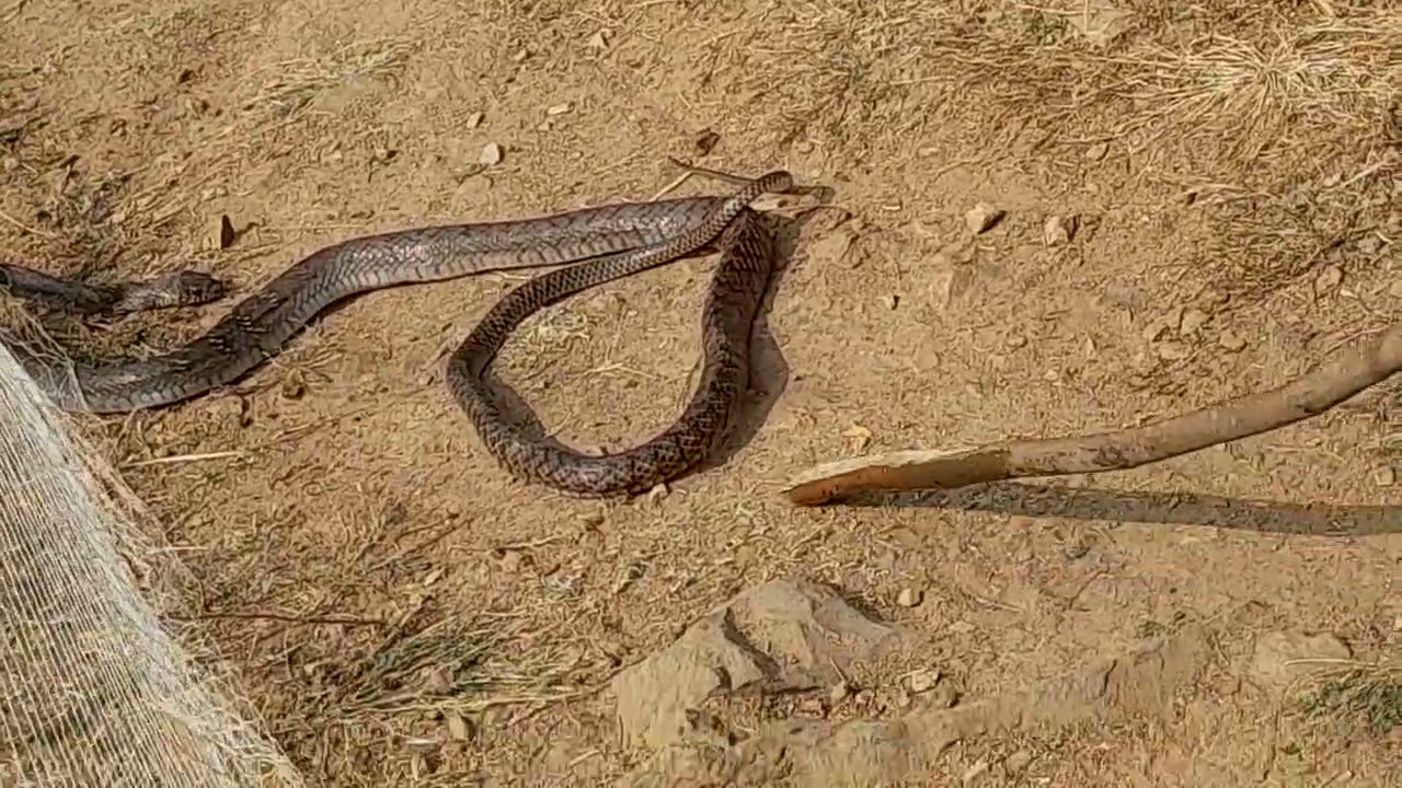 Hlw dato mere ghar me senak ghusatha/#vlog #trendingshorts #reels #funny 