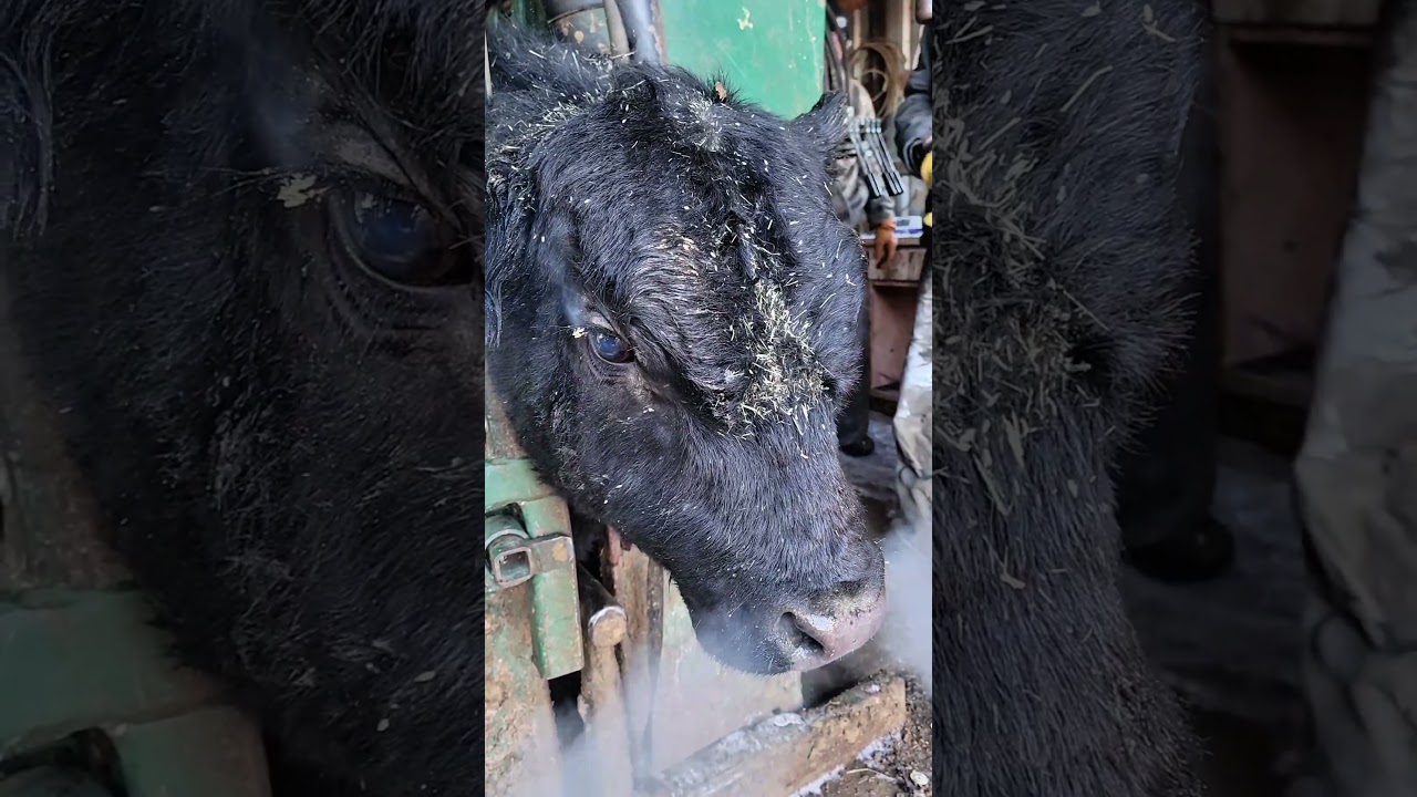 You know it's cold when a Little bulls eyes steam.