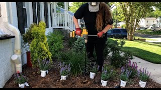 Planting A Hedge Of Proven Winners Cat's Pajamas Nepeta / Dirt and Dish