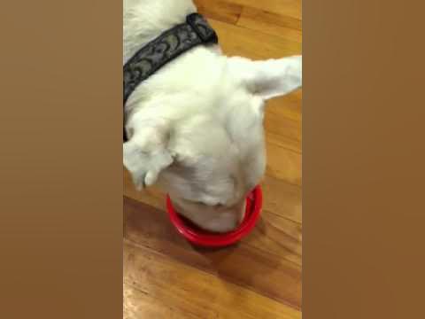 Trick to teach your dog how to play with Kong Wobbler 