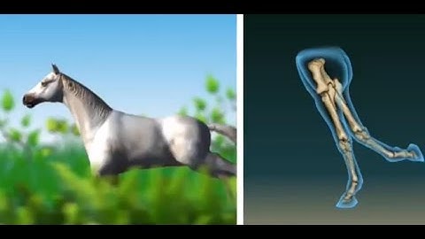 Homology and Analogy - MeitY OLabs