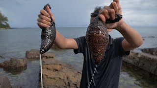 Black Sea cucumber - Cook and Eat Sea cucumber Animal