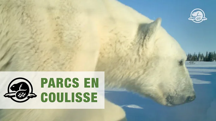 Les ours polaires dans le parc national Wapusk