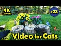 TV For Cats | Begonias and Dahlias | Bird and Squirrel Watching | Video 23