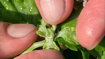 HOA CÚC PHA LÊ 15/11 ÂM LỊCH - DẤU HIỆU TẠO NỤ HOA