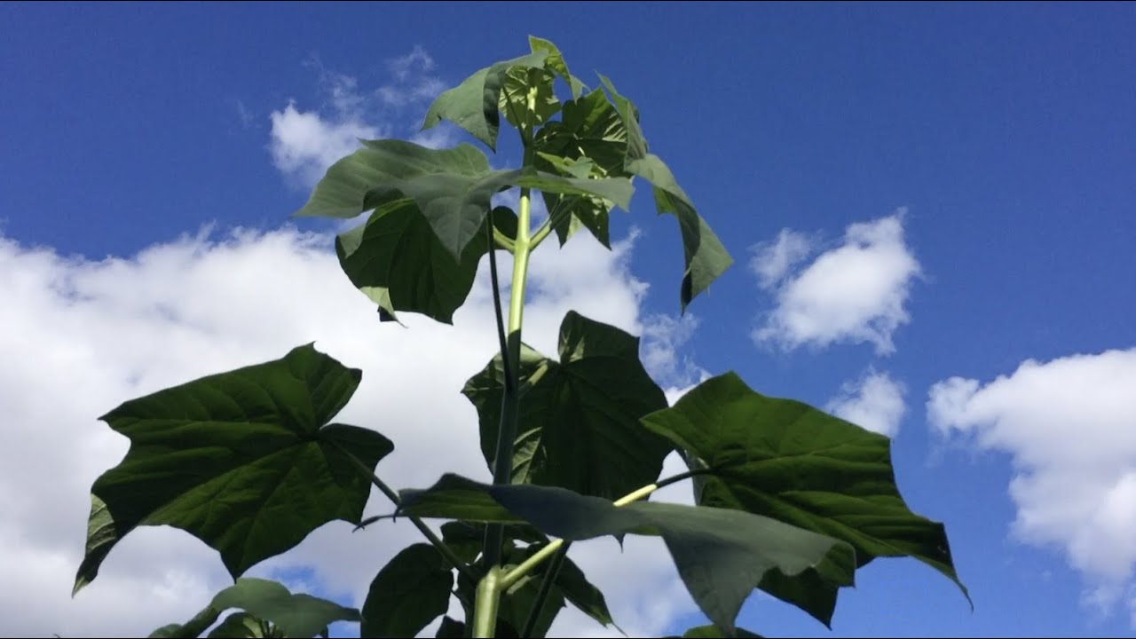 ПАВЛОВНИЯ! Разочарование и восторг. Минск 2022 год. ПРАВДА о выращивании Адамового дерева.