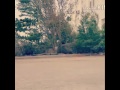 مقناص سعدوون