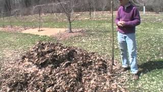 How to Make Leaf Mold