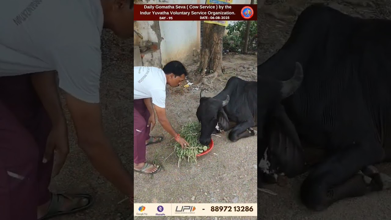 95th GoSeva | Save Stray Cows | Indur Yuvatha