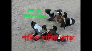 শালিক পাখির ঝগড়া || M A Media || PaKhi