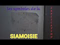 Explication les grands symboles de la siamoisie