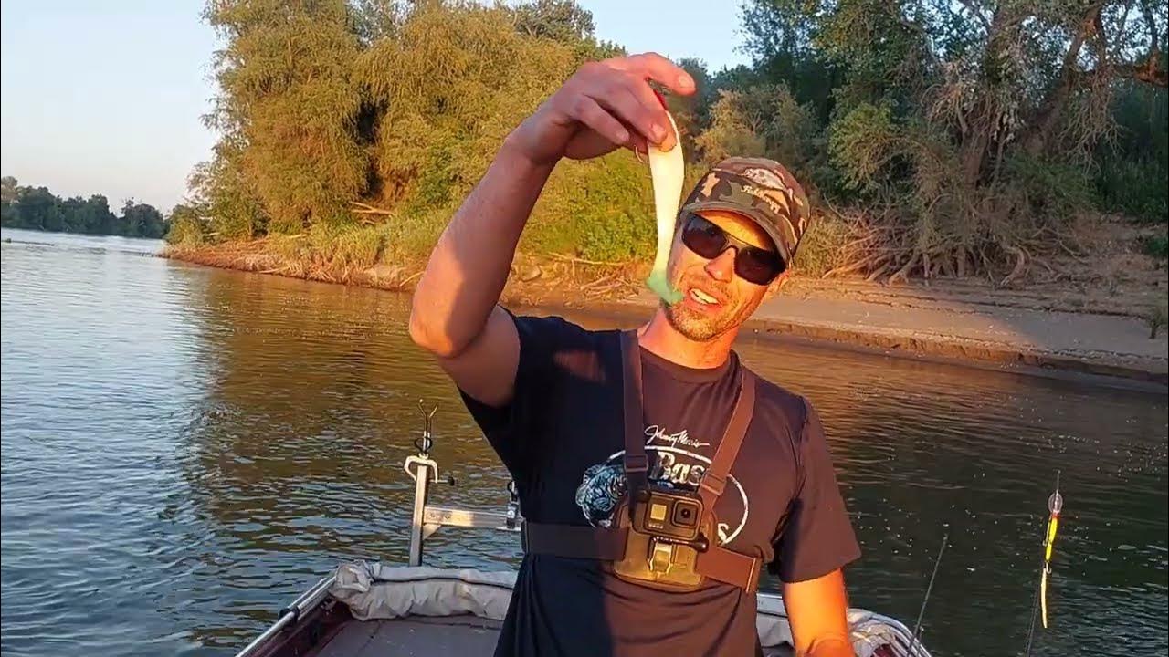 Sacramento river striper Fishing ReportFeather Riverstriper dying on