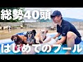 わんこ43頭でのプール開きは意外な結果となりました【Petaboo】