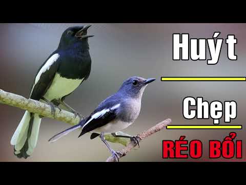 Video ???? Tiếng Chim Chòe Than Mái HUÝT-CHẸP-RÍT kèm TRỐNG... - youtube
