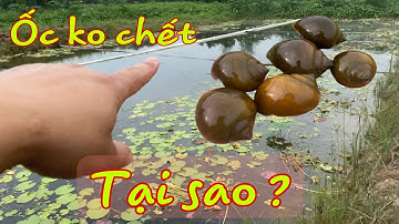 Thức ăn nuôi ốc nhồi tốt nhất || ốc không bị chết khi nuôi số lượng lớn