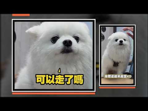 博美犬看醫生超害怕 還沒開始已經抖到不行