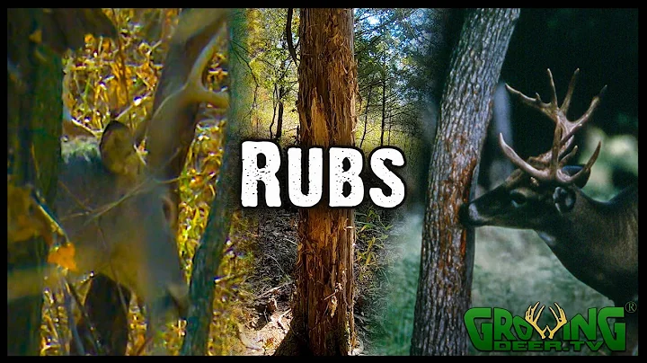 Why Deer Make Rubs, How to Hunt Them  (#583)