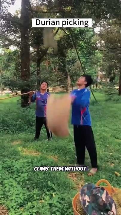 Harvesting Durian fruit
