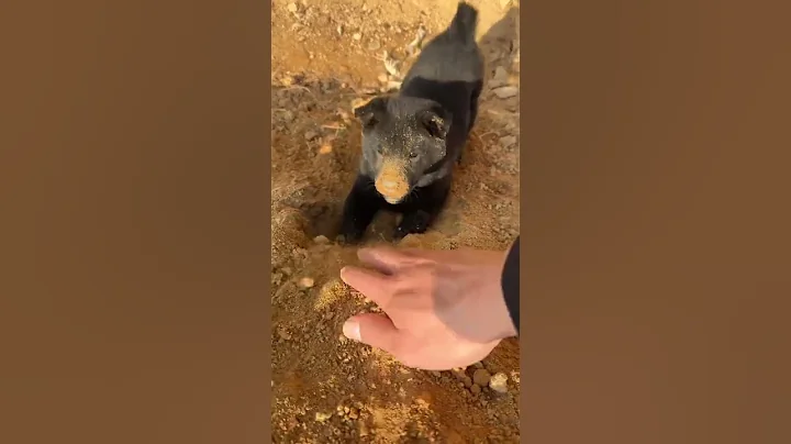 Why are you playing like that? I'm so angry😐😆😅 #pets #puppes #animalphotos #cute #pup