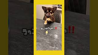 目がガンギマリw #shorts