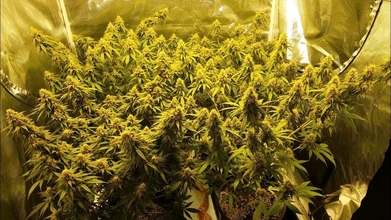 Grow 2: Week 6 Flower, HLG 260 Four Strain Grow