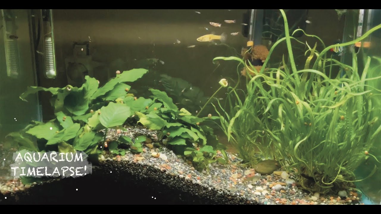 Aquarium short // aquarium timelapse 🐟 🐠 // Short 003 YouTube