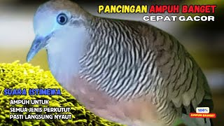 Perkutut Lokal Gacor Suara Kung Besar Pancingan Semua Perkutut Agar Cepat Bunyi  Zebra Dove 133