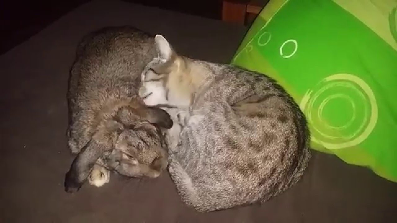 Cat and rabbit love YouTube