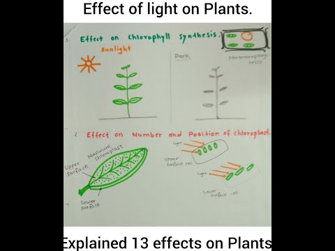 Does Lack Of Light Effect Anthocyanin Pigment In Plants