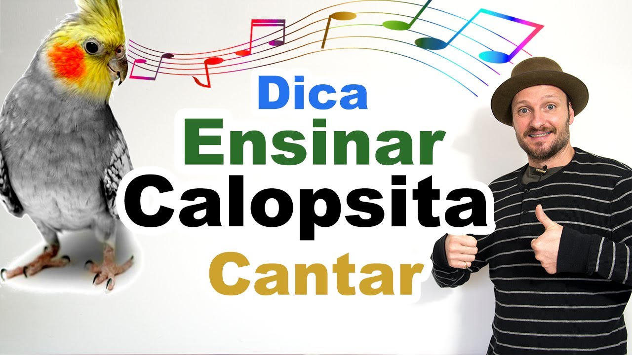 Calopsita Cantando O Hino Do Galo Dica Ensinar Calopsita A Cantar Dica Ensinar Calopsita A Assobiar Youtube