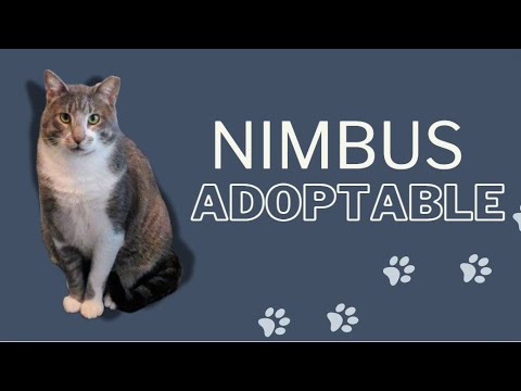 Social Butterfly Nimbus