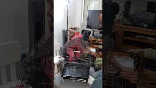 Our bird cage has arrived, and we’re excited to get everything set up #foryoupageシ #momlifeシ゚viralシ