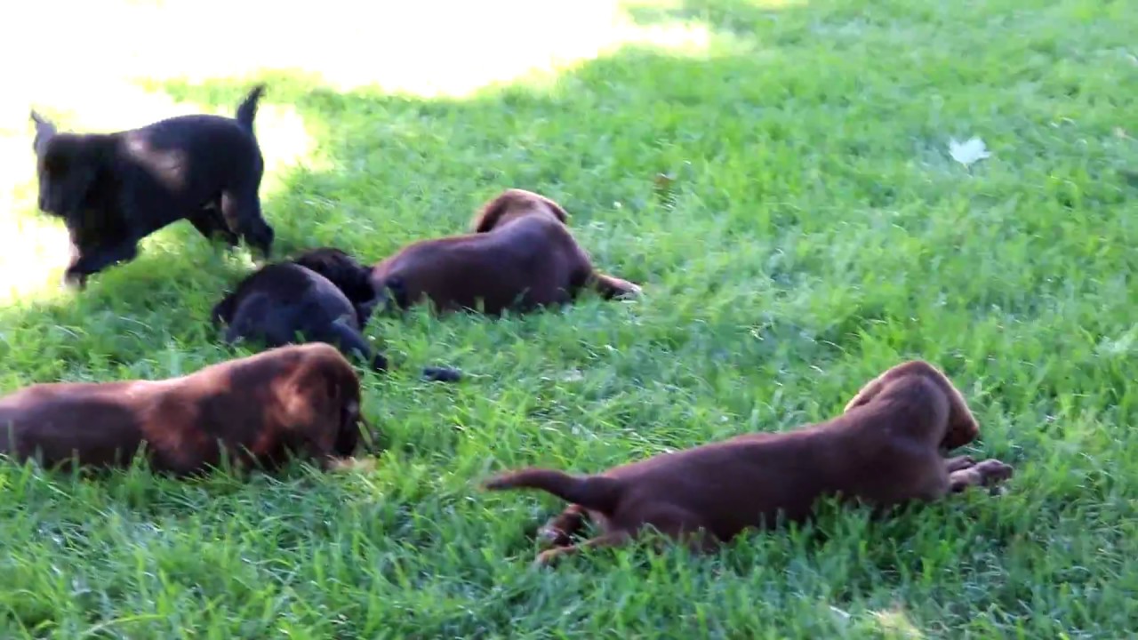 Lab Puppies For Sale YouTube